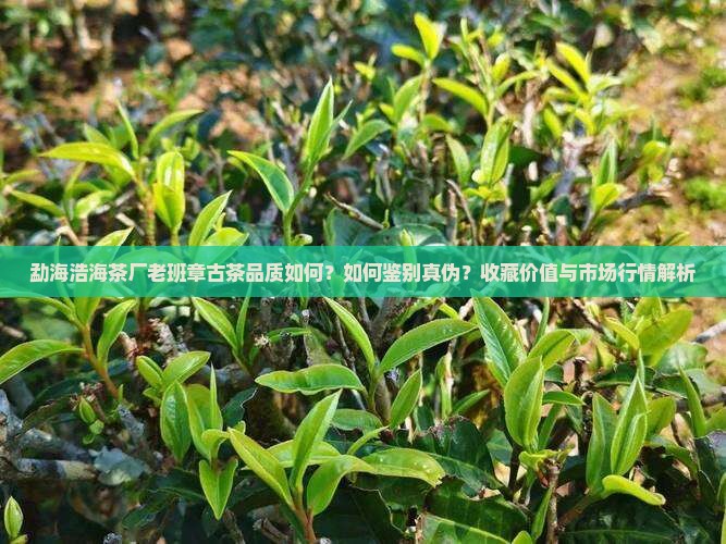 勐海浩海茶厂老班章古茶品质如何？如何鉴别真伪？收藏价值与市场行情解析
