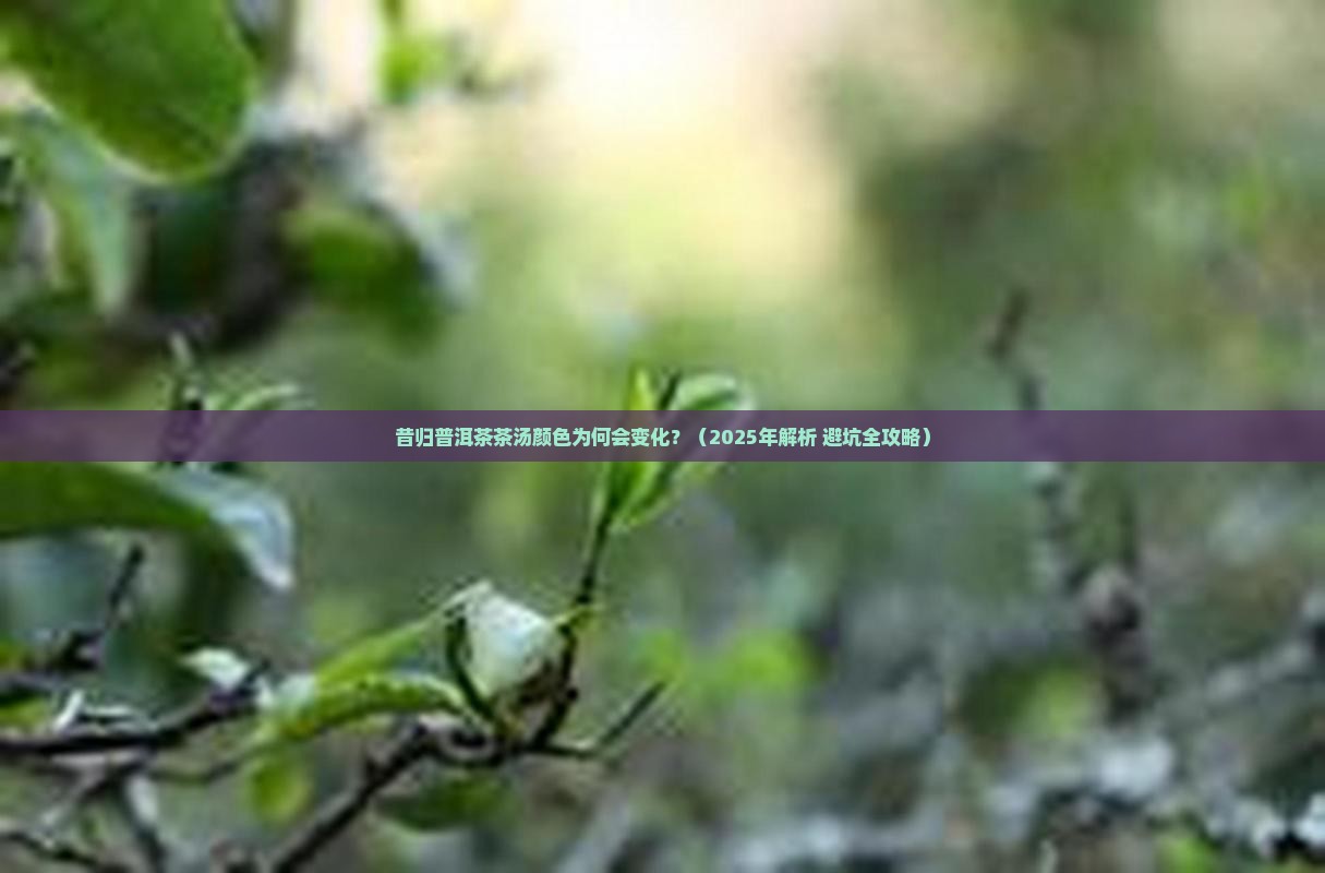 昔归普洱茶茶汤颜色
