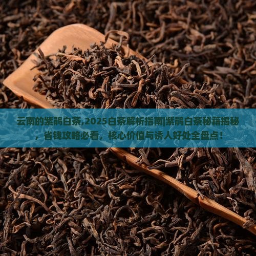 云南的紫鹃白茶