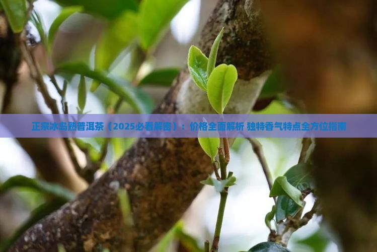 正宗冰岛熟普洱茶