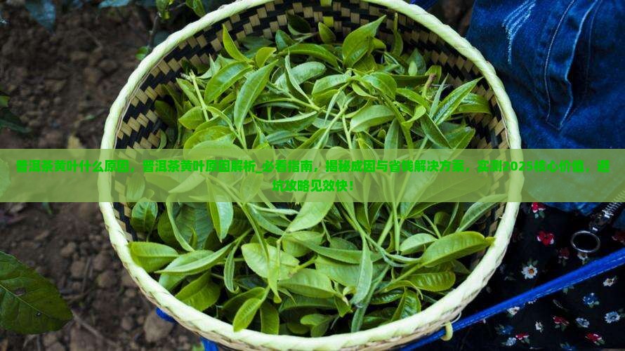 普洱茶黄叶什么原因