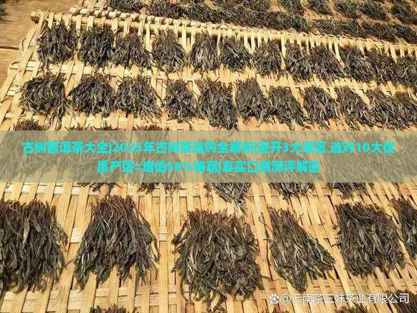 古树普洱茶大全