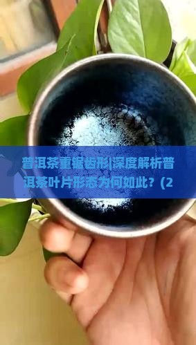 普洱茶重锯齿形