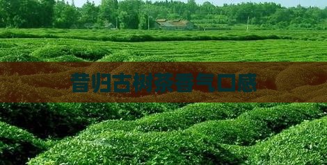 昔归古树茶香气口感