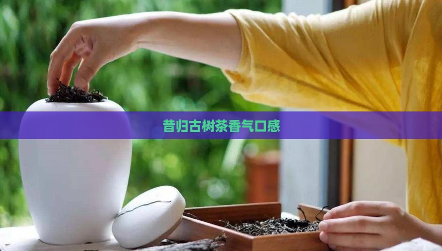 昔归古树茶香气口感