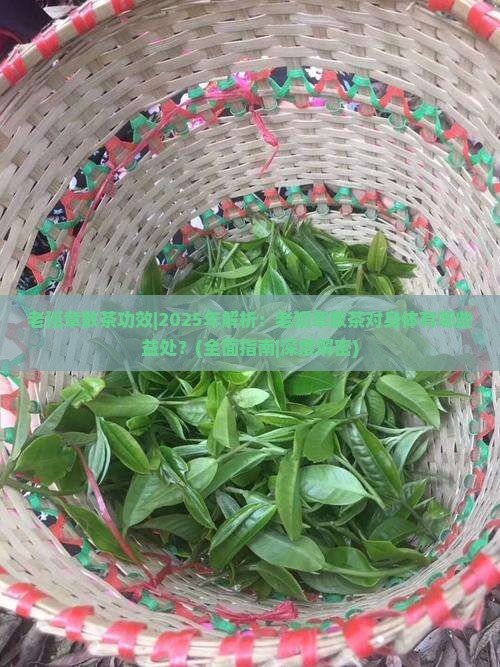 老班章散茶功效