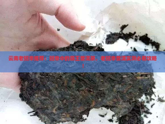 云南老班章推荐