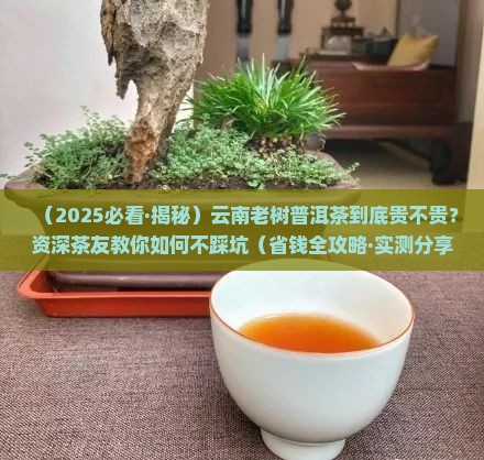 云南老树普洱茶多少钱一斤