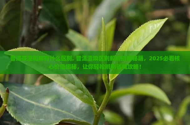 普洱茶涩和麻有什么区别