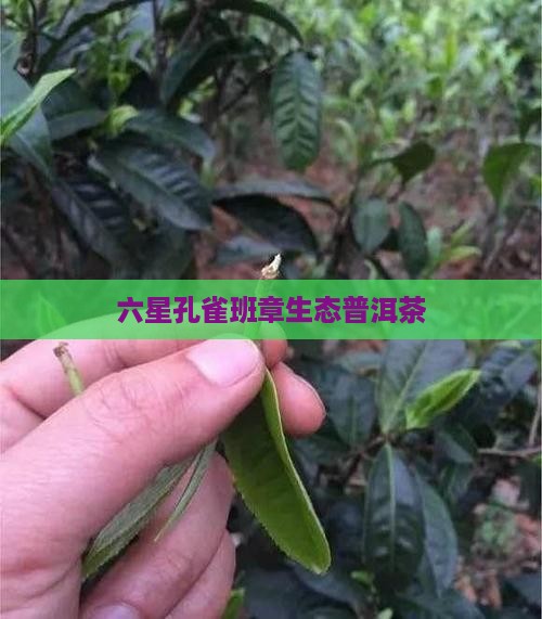六星孔雀班章生态普洱茶