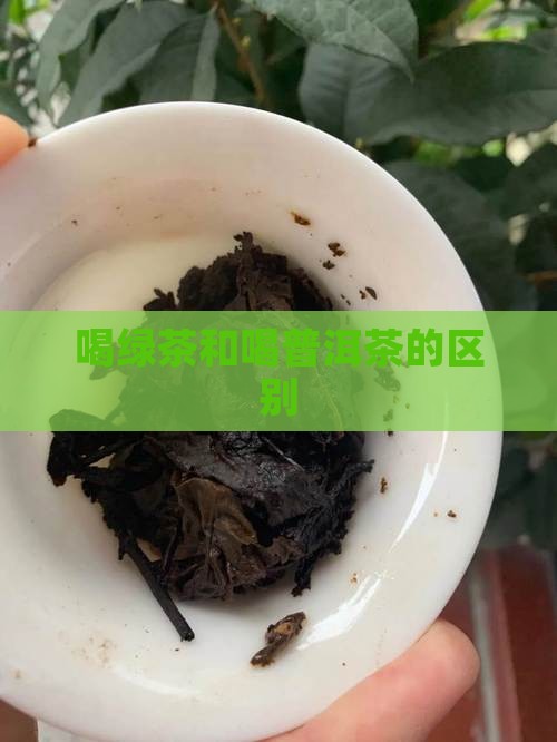 喝绿茶和喝普洱茶的区别