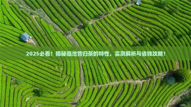 临沧昔归茶的特性