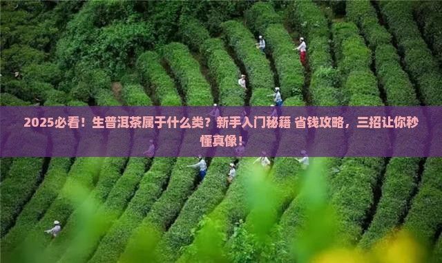 生普洱茶属于什么类茶叶