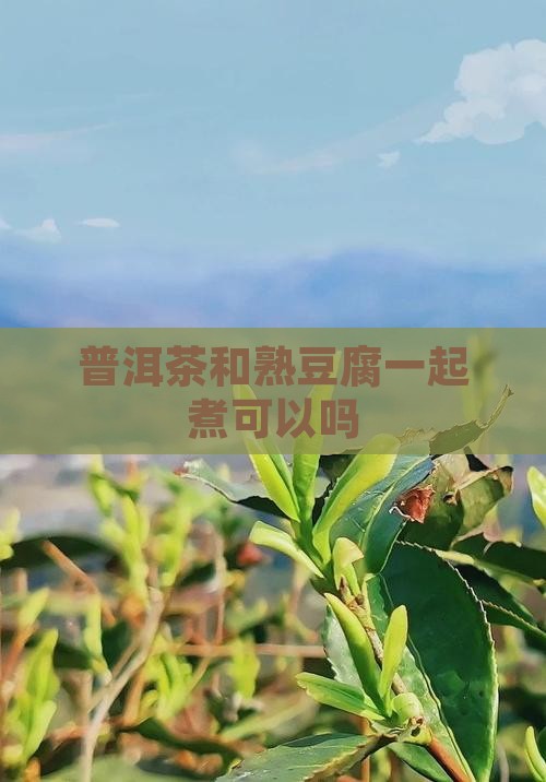 普洱茶和熟豆腐一起煮可以吗
