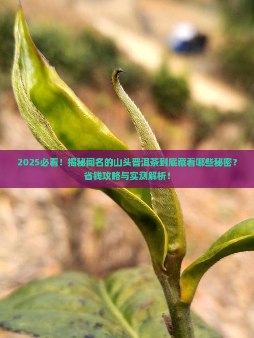 闻名的山头普洱茶是什么茶