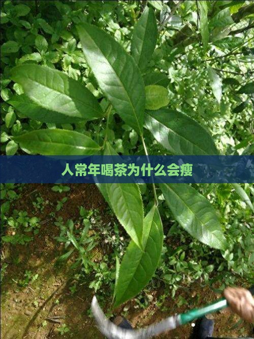 人常年喝茶为什么会瘦 人常年喝茶为什么会瘦
