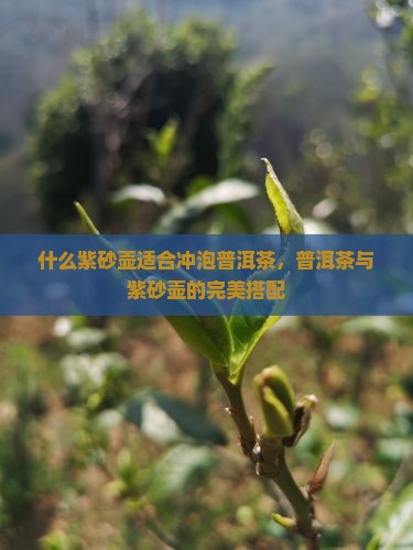 泡熟普洱茶的紫沙壶好吗