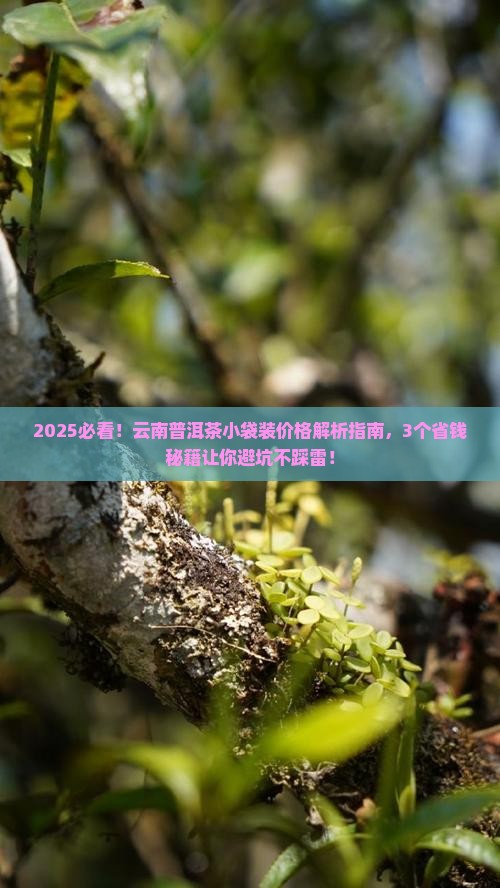云南的普洱茶小袋装的价格