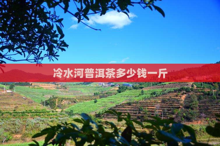 冷水河普洱茶多少钱一斤