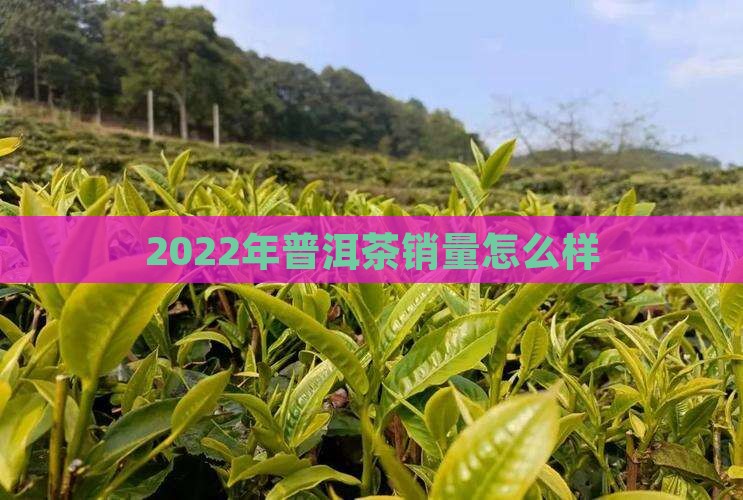 2022年普洱茶销量怎么样