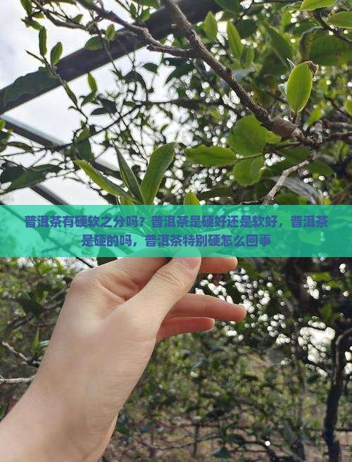 普洱茶有硬软之分吗