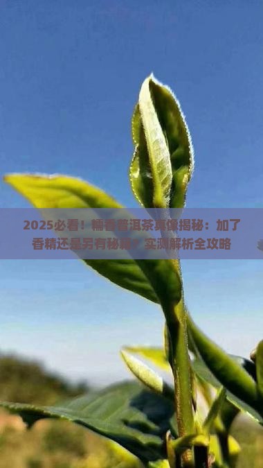 糯香普洱茶是加了香精的吗