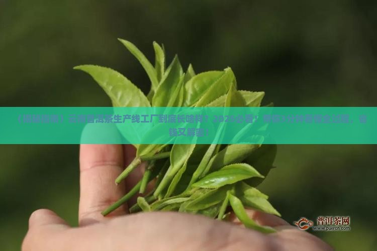云南普洱茶生产线工厂