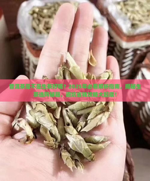 普洱茶是不是生茶好喝
