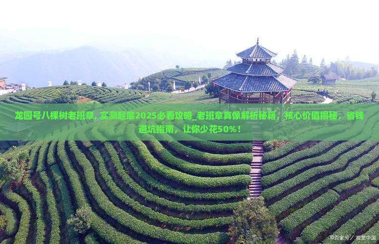 龙园号八棵树老班章