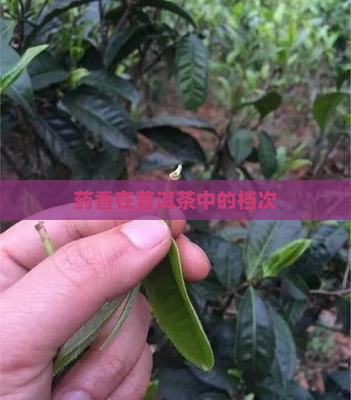 药香在普洱茶中的档次