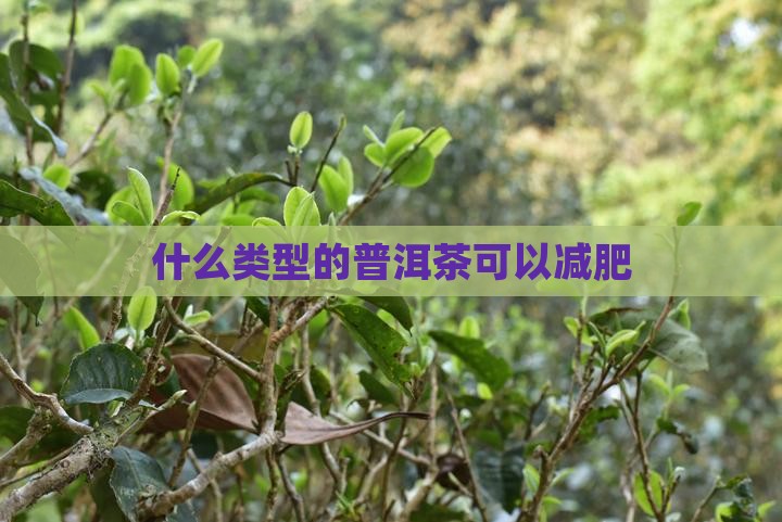 什么类型的普洱茶可以减肥
