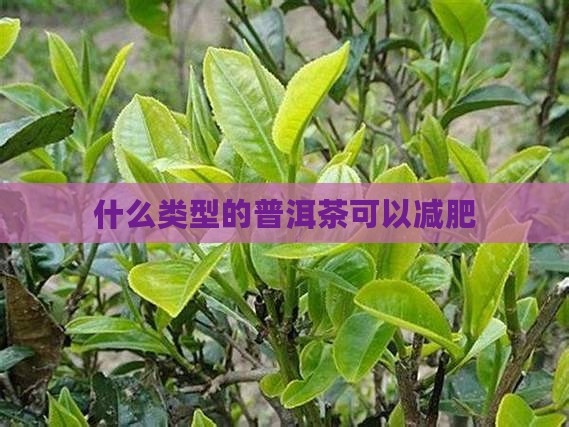 什么类型的普洱茶可以减肥
