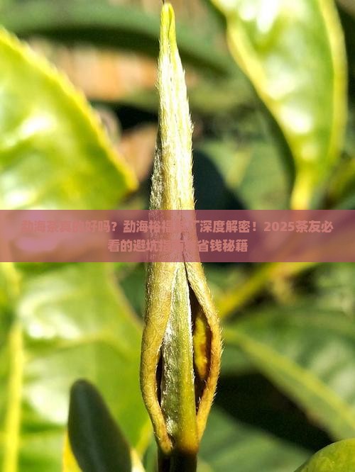 勐海茶特点勐海裕福茶厂