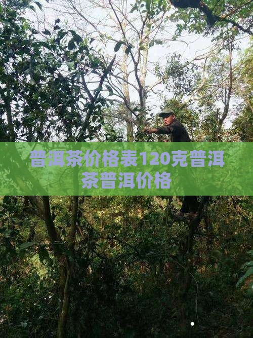 普洱茶价格表120克