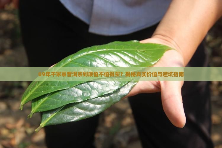 09年千家寨普洱茶