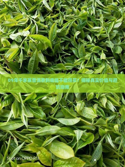 09年千家寨普洱茶