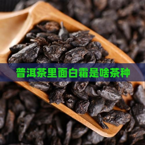 普洱茶里面白霜是啥茶种
