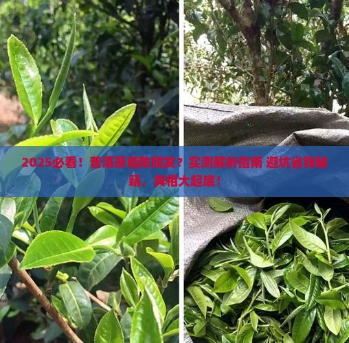 普洱茶能防脱发