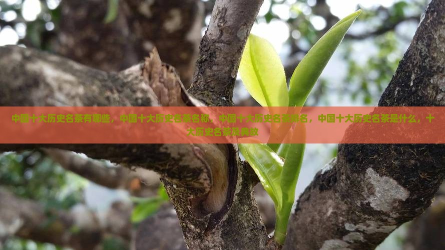 中国十大历史名茶