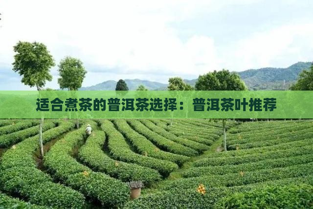 普洱茶用哪种茶叶煮好