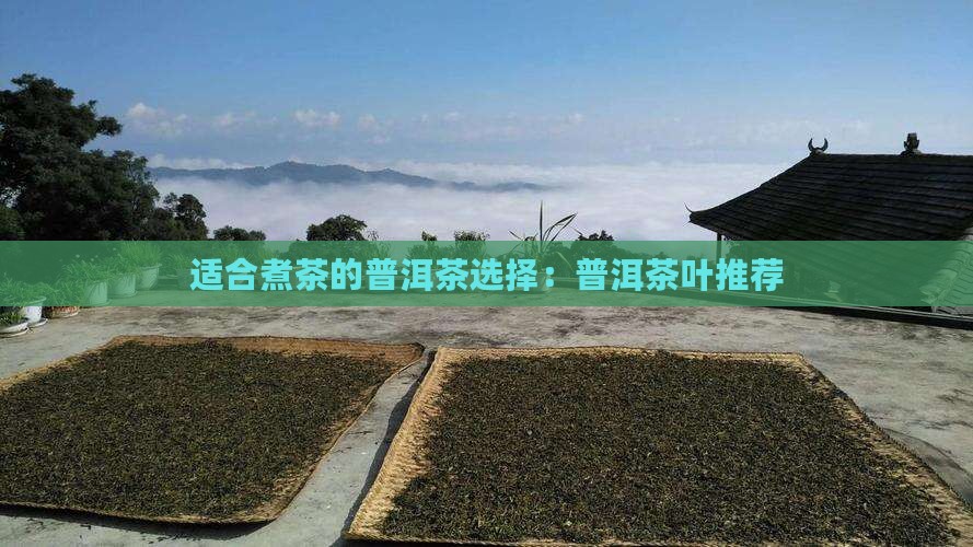 普洱茶用哪种茶叶煮好