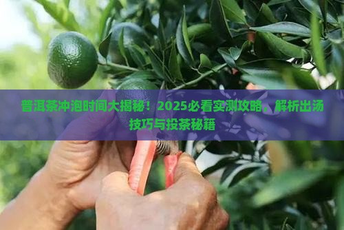 普洱茶投茶跟出汤时间