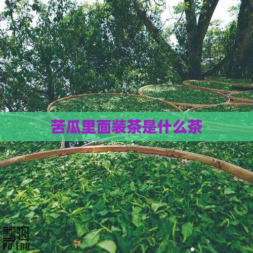 苦瓜里面装茶是什么茶