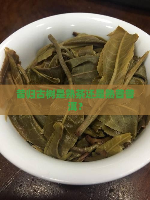 昔归古树是熟普洱吗