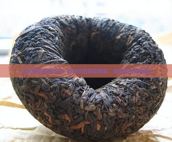 三月喝普洱茶好吗
