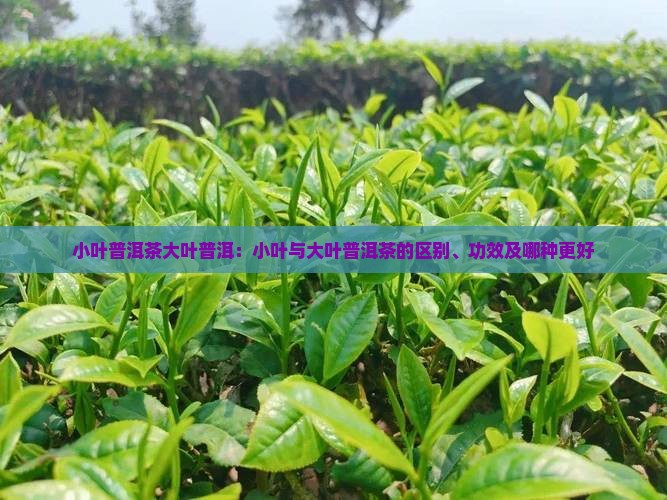 小叶普洱茶大叶普洱