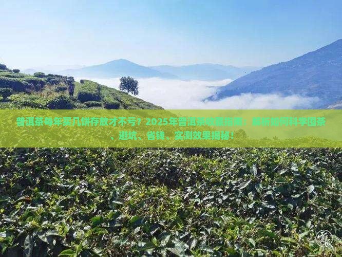 普洱茶每年买几饼存放