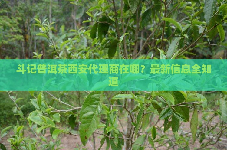 斗记普洱茶西安代理商在哪