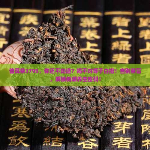 普洱茶3795