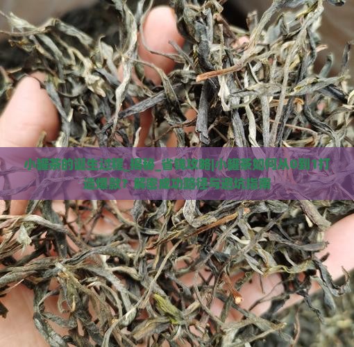小罐茶的诞生过程